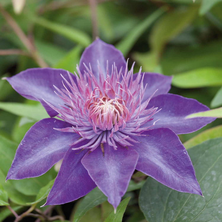 Clematis Plant 'Multi Blue'