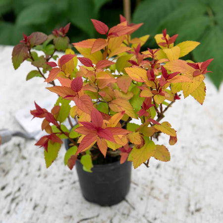 Spiraea japonica Plant 'Candlelight'