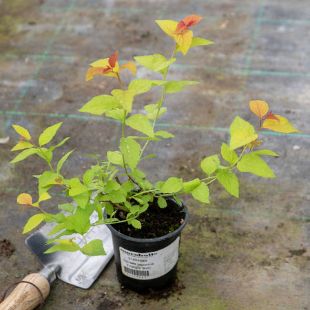 Spiraea Japonica Plant 'Firelight'