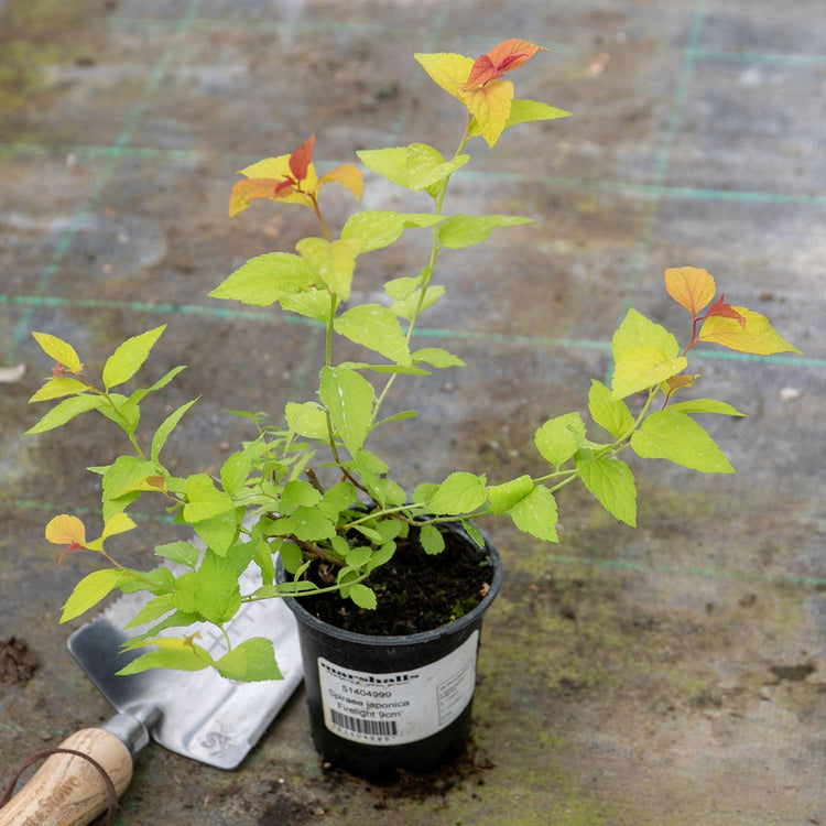 Spiraea Japonica Plant 'Firelight'