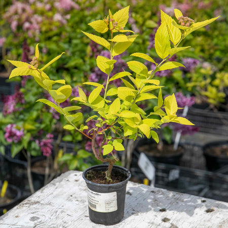 Spiraea Japonica Plant 'Goldflame'