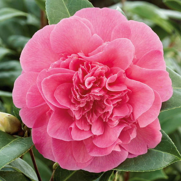 Camellia Plant 'Williamsii Debbie'