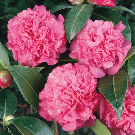 Camellia Plant 'Williamsii Debbie'