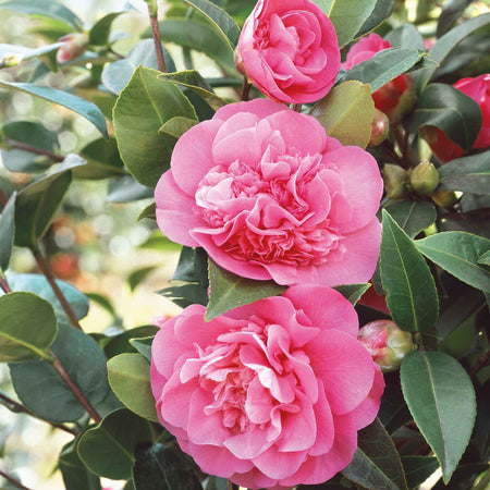 Camellia Plant 'Williamsii Debbie'