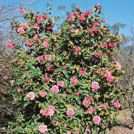 Camellia Plant 'Williamsii Debbie'