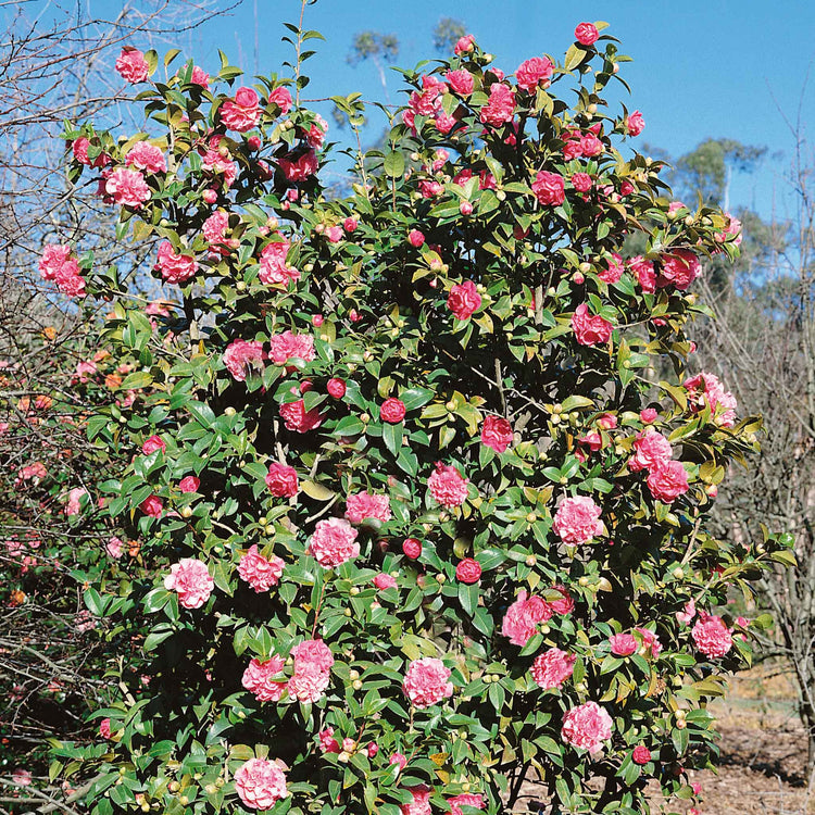 Camellia Plant 'Williamsii Debbie'