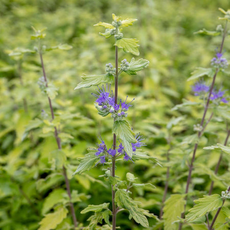 Caryopteris Incana Plant 'Sunshine Blue'