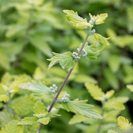 Caryopteris Incana Plant 'Sunshine Blue'