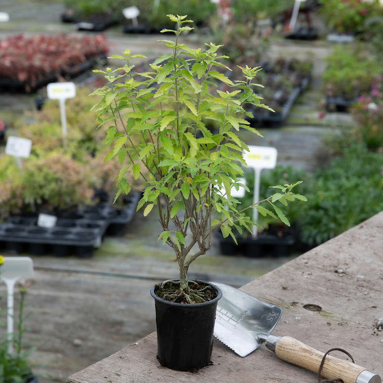 Caryopteris Incana Plant 'Sunshine Blue'