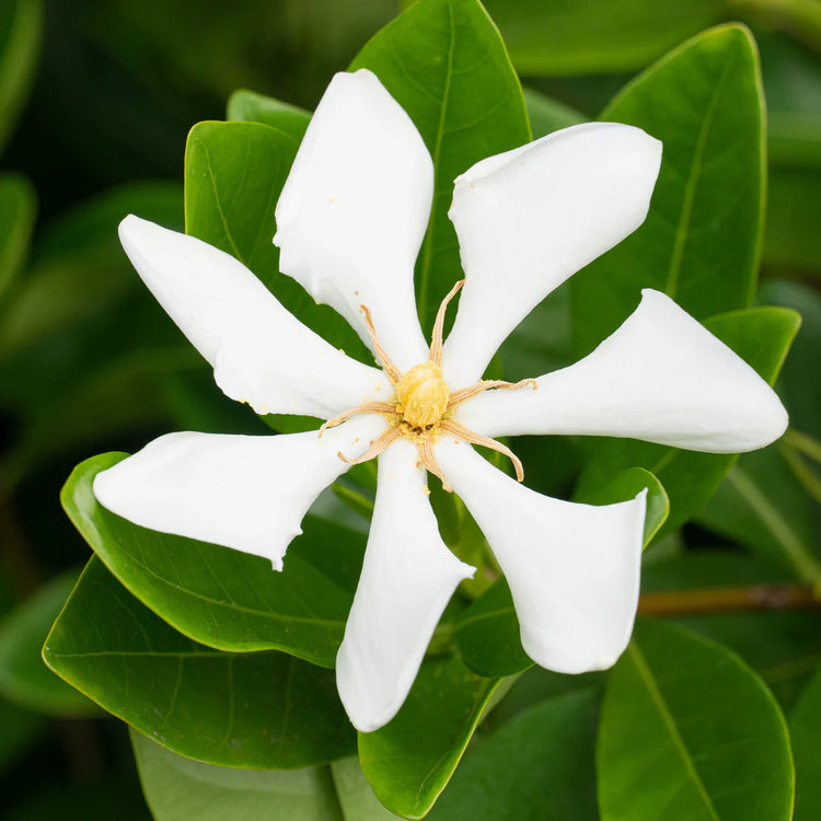Gardenia 'Pinwheel' | Marshalls Garden