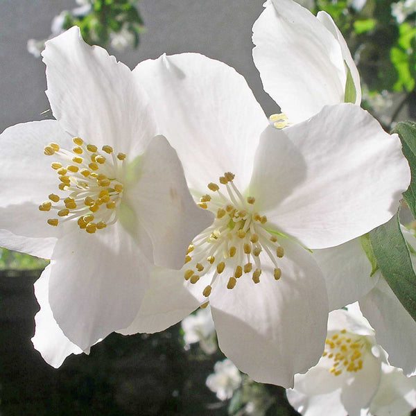 Philadelphus Plant 'Virginal'