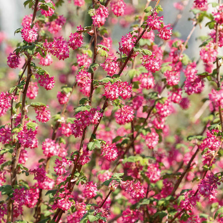 Ribes San Plant 'King Edward'