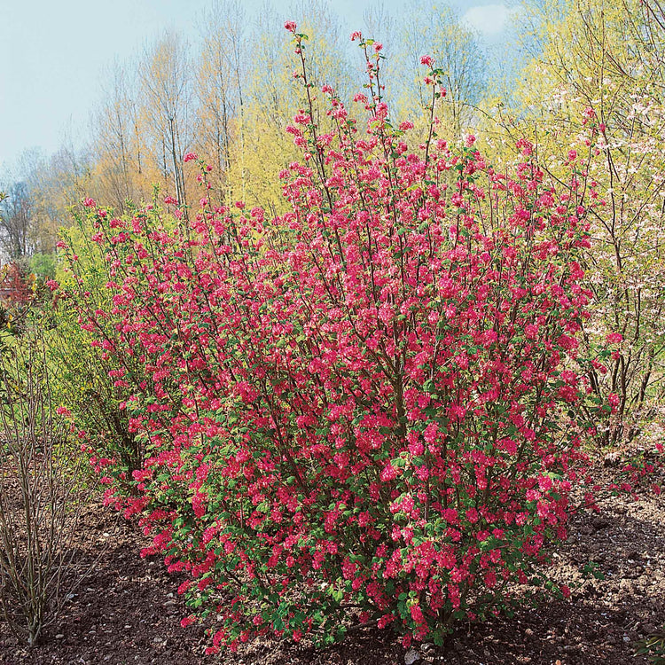 Ribes San Plant 'King Edward'