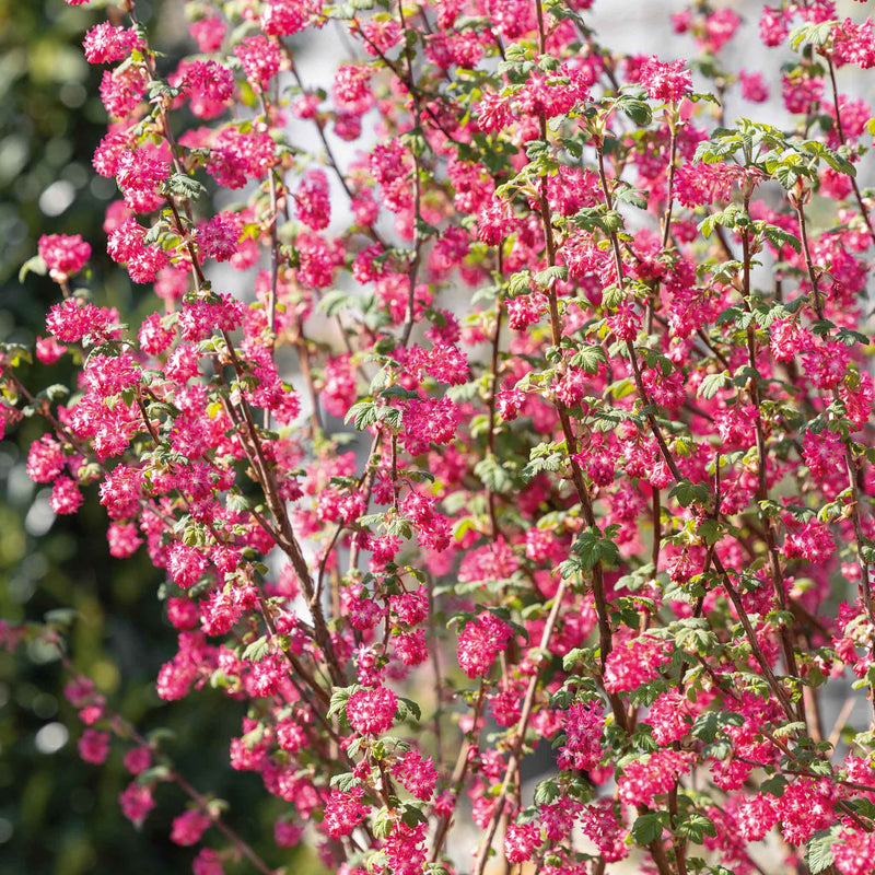 Ribes San Plant 'King Edward'