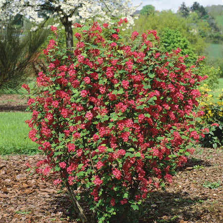 Ribes San Plant 'King Edward'