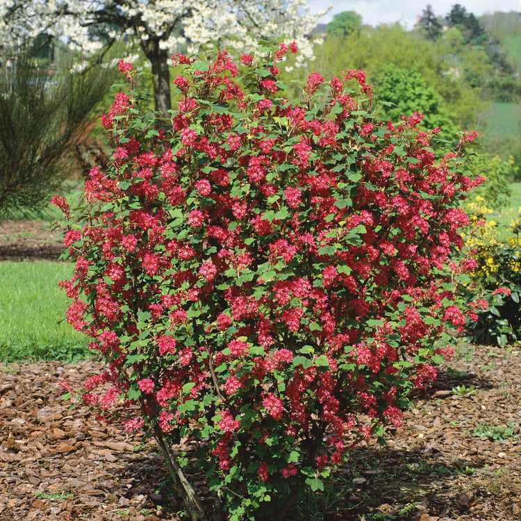 Ribes San Plant 'King Edward'