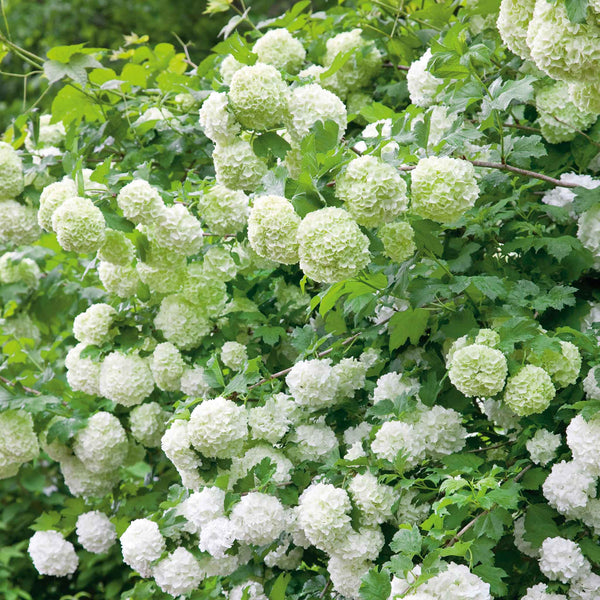 Viburnum opulus Plant 'Roseum'
