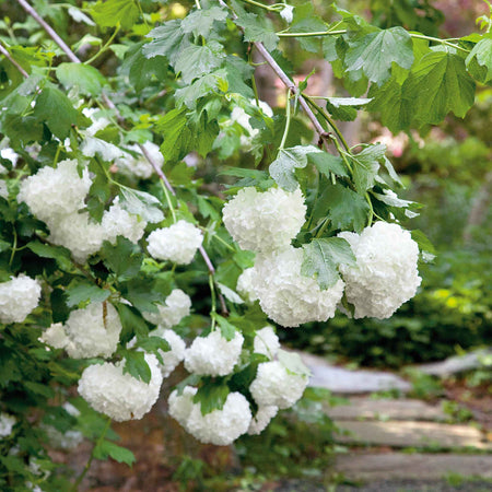 Viburnum opulus Plant 'Roseum'