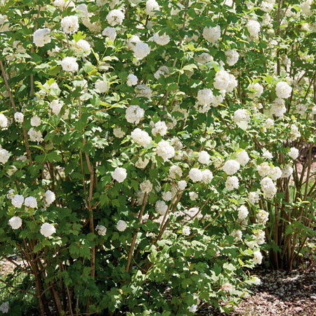 Viburnum opulus Plant 'Roseum'