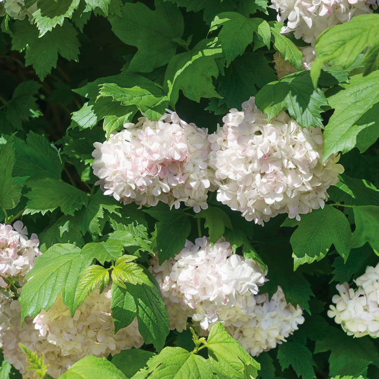 Viburnum opulus Plant 'Roseum'