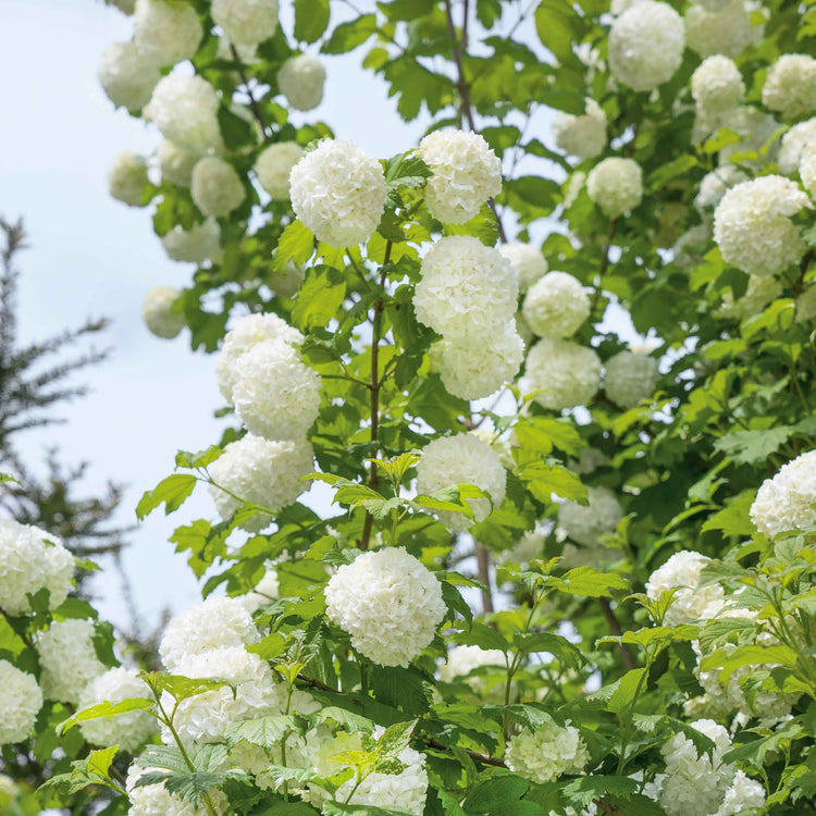 Viburnum opulus Plant 'Roseum'