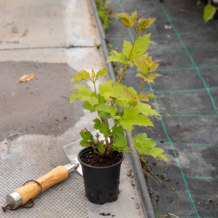 Viburnum opulus Plant 'Roseum' (Sterile)