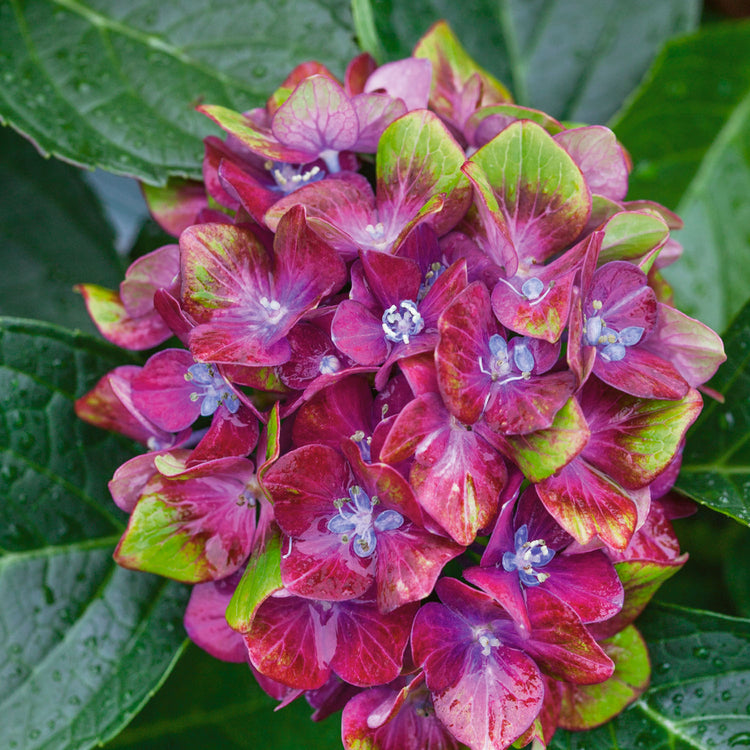 Hydrangea Plant 'Glam Rock'