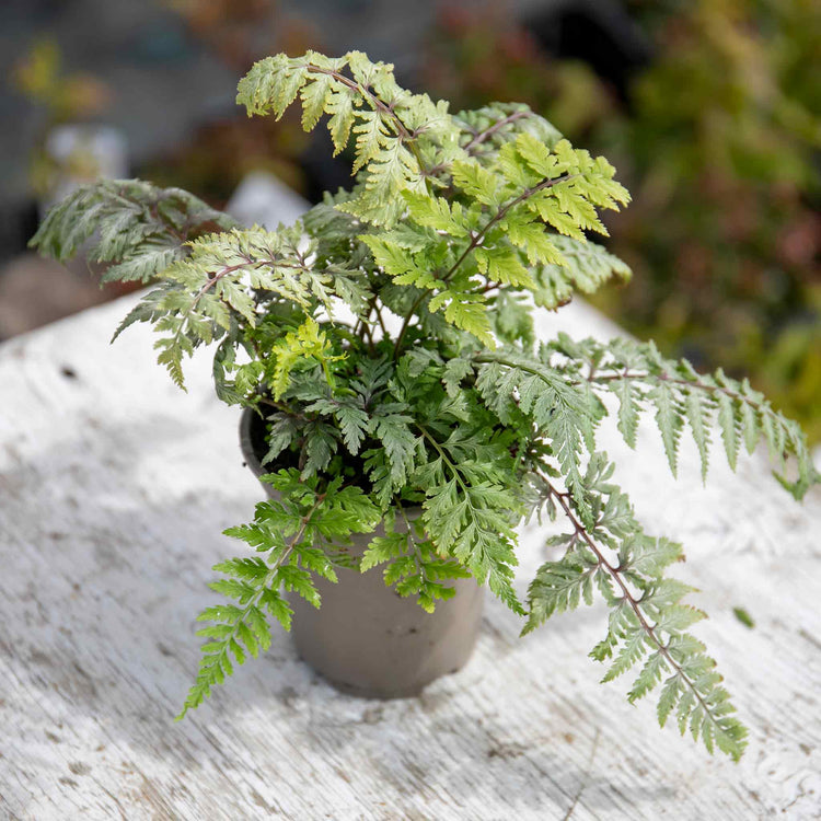 Athyrium Plant 'Niponicum Metallicum'