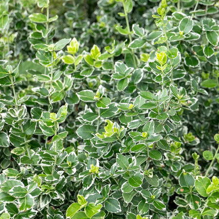 Euonymus Fortunei 'Emerald Gaiety'