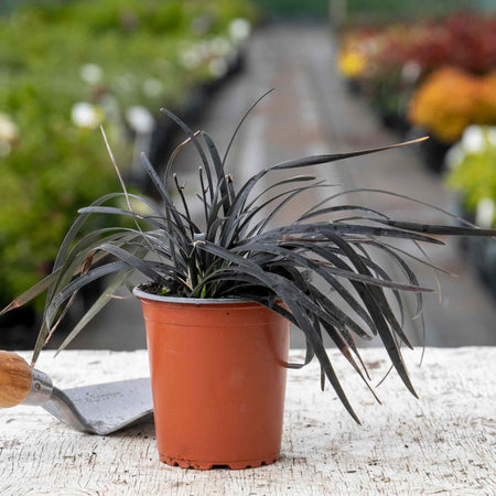 Ophiopogon Plant 'Planiscapus Nigrescens'