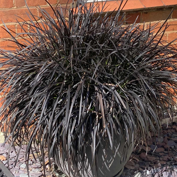 Ophiopogon Plant 'Planiscapus Nigrescens'