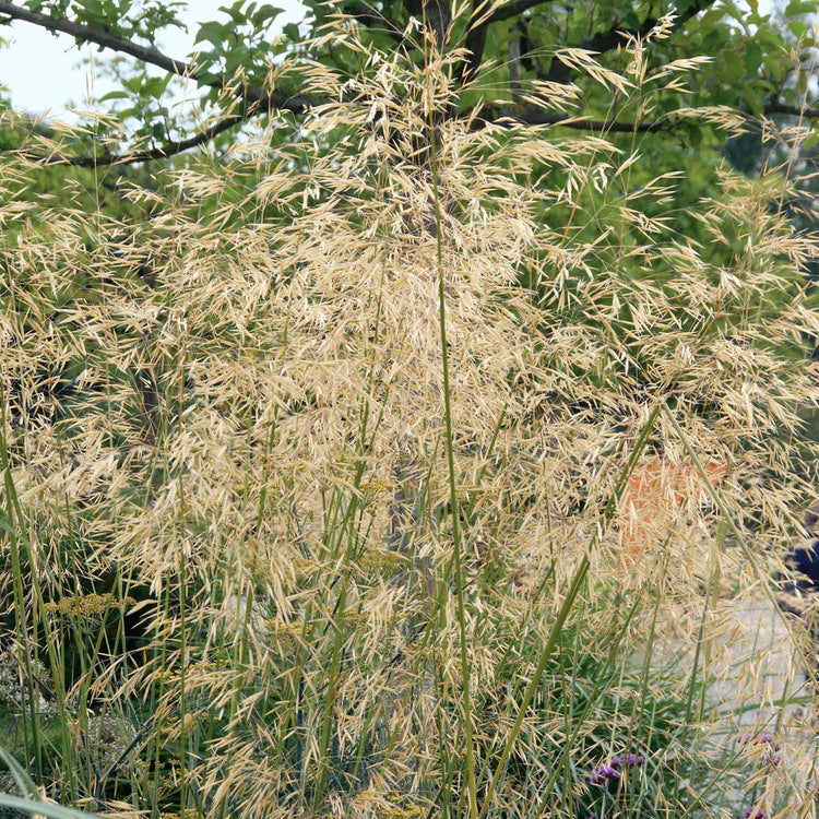 Stipa Plant 'Gigantea Golden Oats'