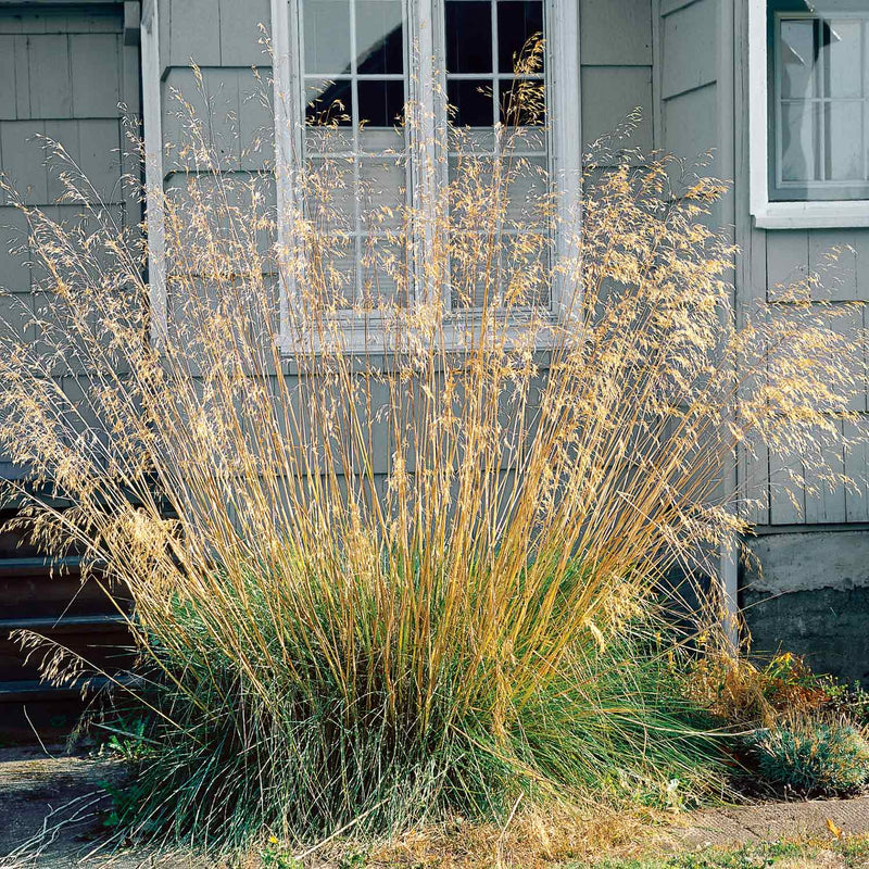 Stipa Plant 'Gigantea Golden Oats'