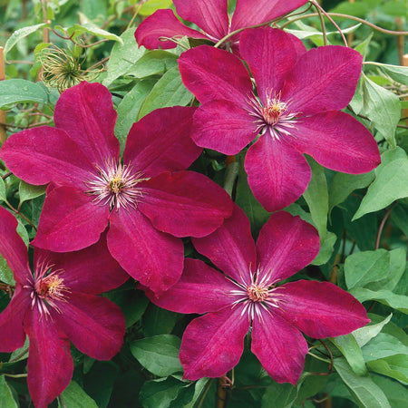 Clematis Plant 'Rouge Cardinal'