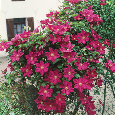 Clematis Plant 'Rouge Cardinal'