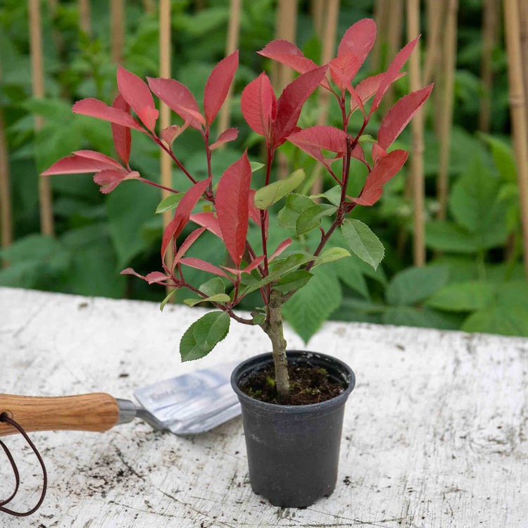 Photinia Plant 'Red Robin'