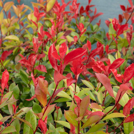 Photinia Plant 'Red Robin'