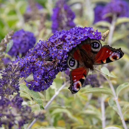 Buddleja 'Davidii Adonis Blue'