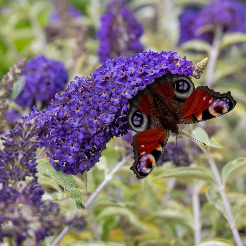 Buddleja Plant 'Davidii Adonis Blue'