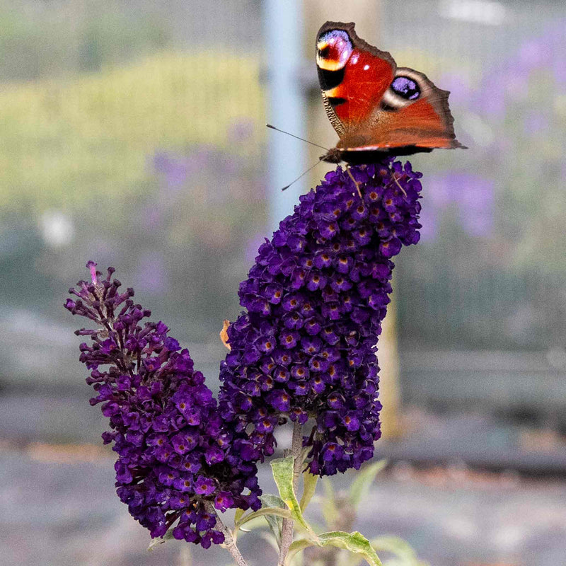 Buddleja Plant 'Davidii Black Knight'