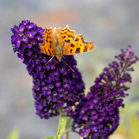 Buddleja Plant 'Davidii Black Knight'