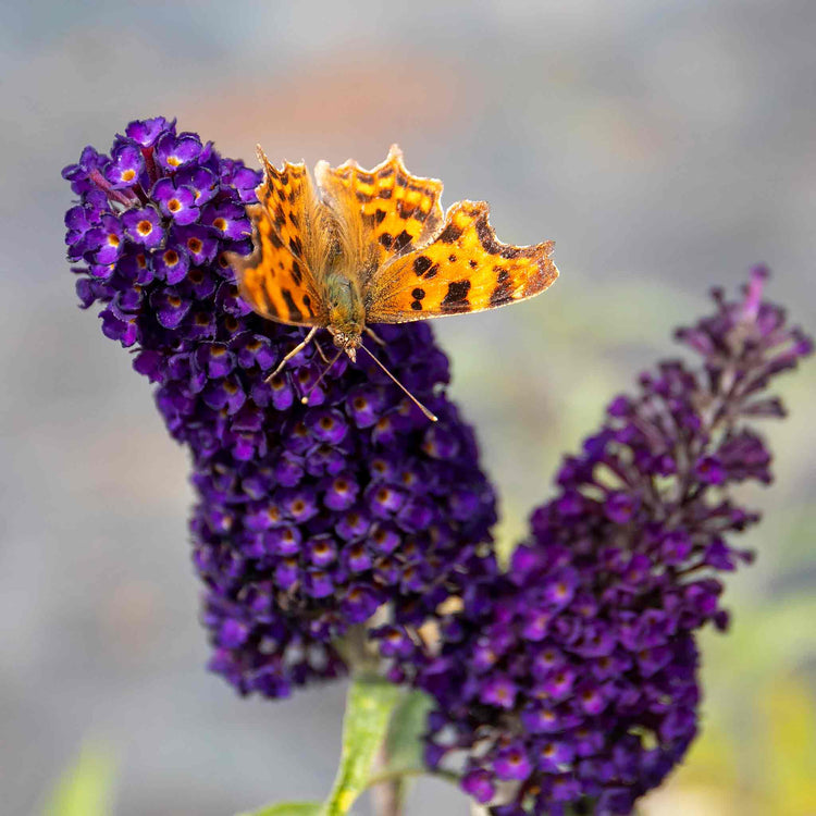 Buddleja Plant 'Davidii Black Knight'