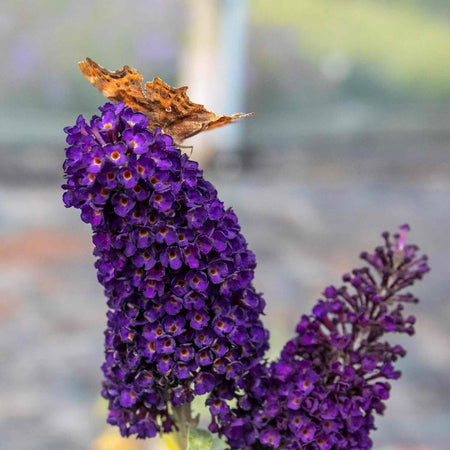 Buddleja Plant 'Davidii Black Knight'