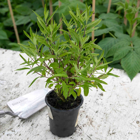 Caryopteris x clandonensis Plant 'Kew Blue'