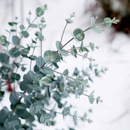 Eucalyptus Gunnii 'Azura'