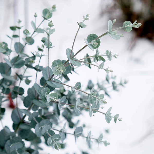 Eucalyptus Gunnii Plant 'Azura'