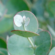 Eucalyptus gunnii 'Azura' - 9cm Plant | Buy Eucalyptus Plants Online ...