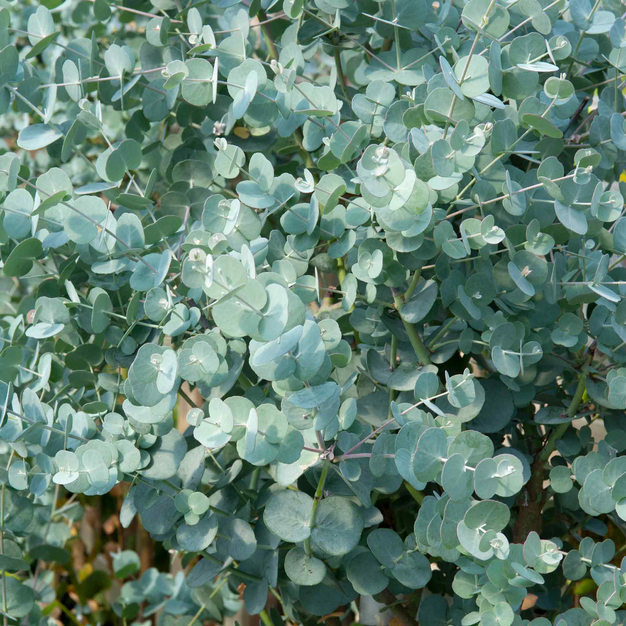 Eucalyptus gunnii 'Azura' - 9cm Plant | Buy Eucalyptus Plants Online ...