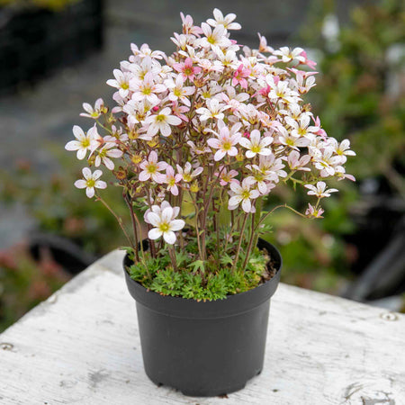 Saxifraga Plant 'Apple Blossom'