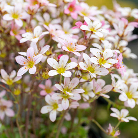 Saxifraga Plant 'Apple Blossom'